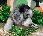 Small #21 Sheepadoodle