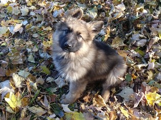 German Shepherd Dog Puppy for sale in GRASSTON, MN, USA