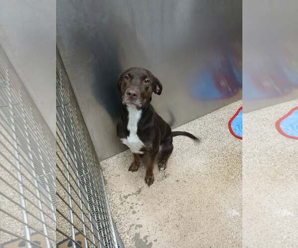 Medium Photo #2 Chocolate Labrador retriever-Unknown Mix Puppy For Sale in Martinsburg, WV, USA