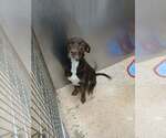 Small #1 Chocolate Labrador retriever Mix