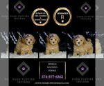 Small #1 Maltipoo