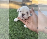 Small #4 English Bulldog