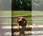 Small #8 Labrador Retriever Mix