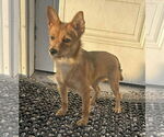 Small Mutt