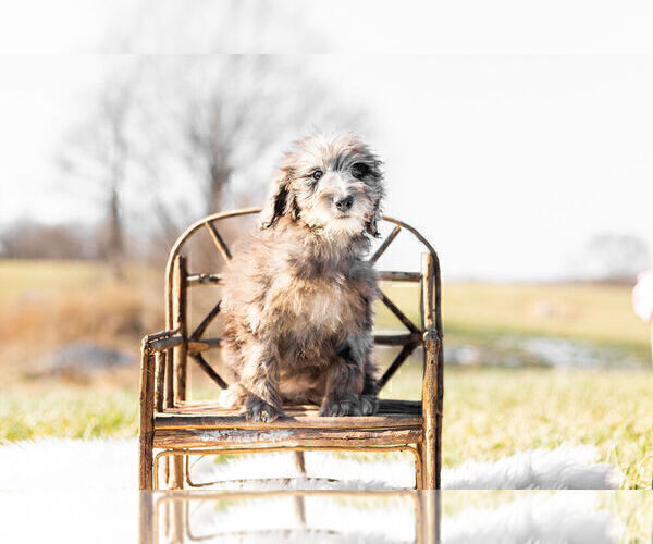 Medium Photo #2 Goldendoodle (Miniature) Puppy For Sale in WARSAW, IN, USA