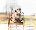 Small Photo #2 Goldendoodle (Miniature) Puppy For Sale in WARSAW, IN, USA