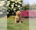 Small Photo #1 Golden Retriever Puppy For Sale in FORT PLAIN, NY, USA