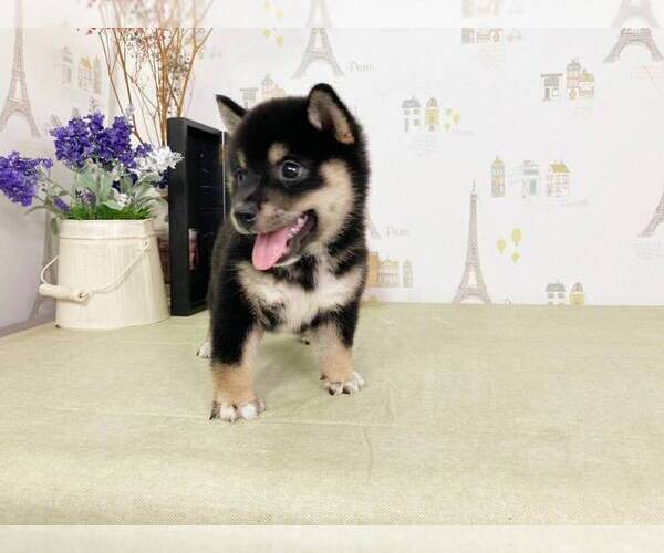 Medium Photo #3 Shiba Inu Puppy For Sale in BELLEVUE, WA, USA