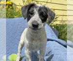 Small #6 Colonial Cocker Spaniel Mix