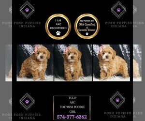 Poodle (Toy) Puppy for sale in WARSAW, IN, USA