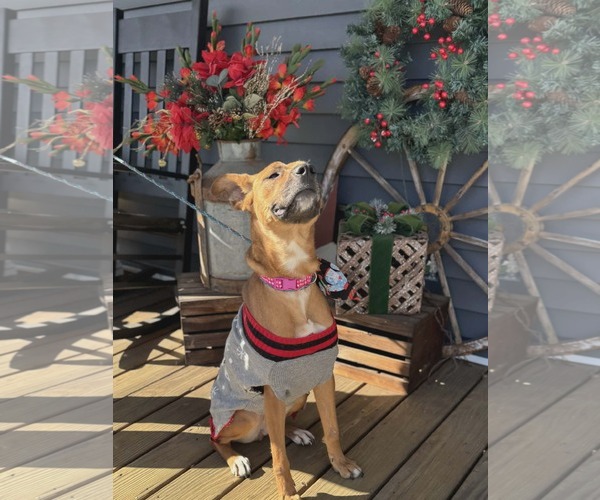 Medium Photo #5 Mutt Puppy For Sale in Holly Springs, NC, USA