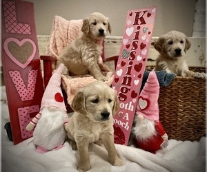 Golden Retriever Puppy for sale in WOLFFORTH, TX, USA