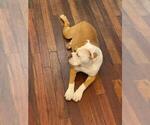 Small Photo #3 Olde English Bulldogge Puppy For Sale in MARIETTA, GA, USA
