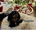 Small Photo #1 Cavalier King Charles Spaniel Puppy For Sale in RIVERSIDE, CA, USA