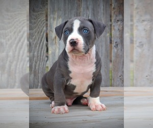 American Bully Puppy for Sale in LOS ANGELES, California USA