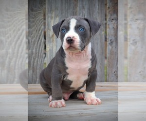 Medium American Bully