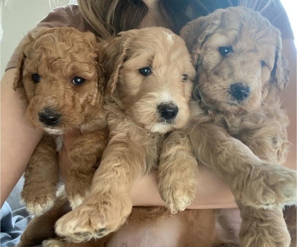 Medium Photo #1 Goldendoodle Puppy For Sale in FOLSOM, CA, USA