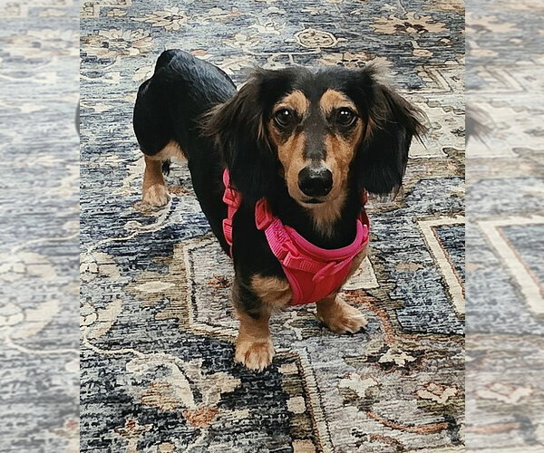 Medium Photo #1 Dachshund Puppy For Sale in Shelbyville, TN, USA