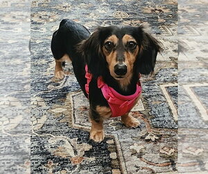 Dachshund Dogs for adoption in Shelbyville, TN, USA