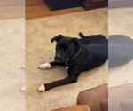 Small #2 American Pit Bull Terrier Mix