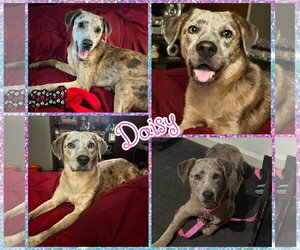 Catahoula Leopard Dog Dogs for adoption in Blacksburg, SC, USA