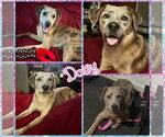 Daisy - Female Catahoula Leopard Dog Dog for Adoption - Small photo
