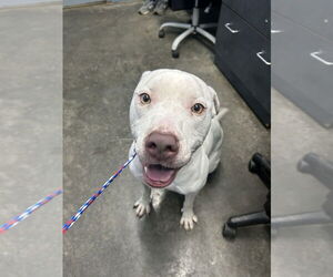 American Pit Bull Terrier Dogs for adoption in Evansville, IN, USA