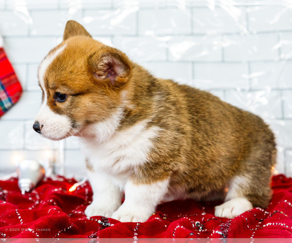 Medium Photo #57 Cardigan Welsh Corgi Puppy For Sale in WAKARUSA, IN, USA