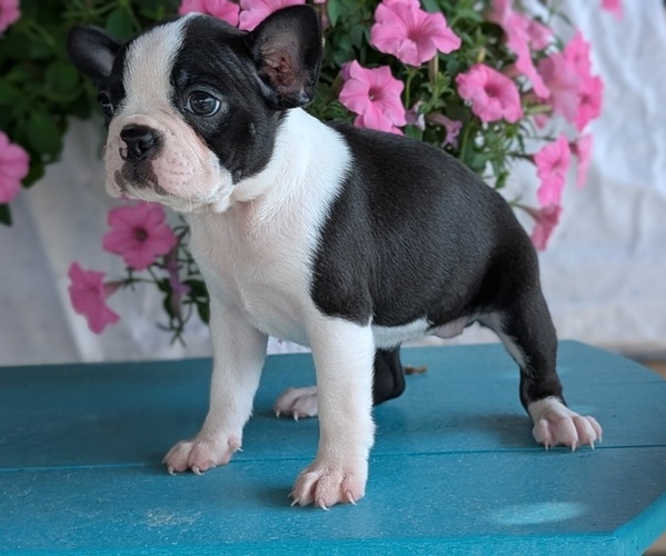 Medium Photo #21 Boston Terrier Puppy For Sale in GOSHEN, IN, USA