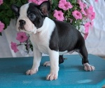 Small Photo #21 Boston Terrier Puppy For Sale in GOSHEN, IN, USA