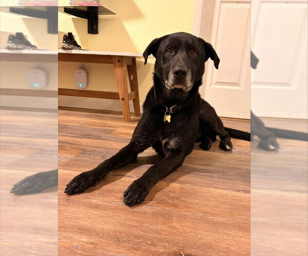 Medium Photo #3 Labrador Retriever-Unknown Mix Puppy For Sale in Lakewood, CO, USA