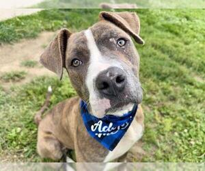 American Pit Bull Terrier Dogs for adoption in Pueblo, CO, USA