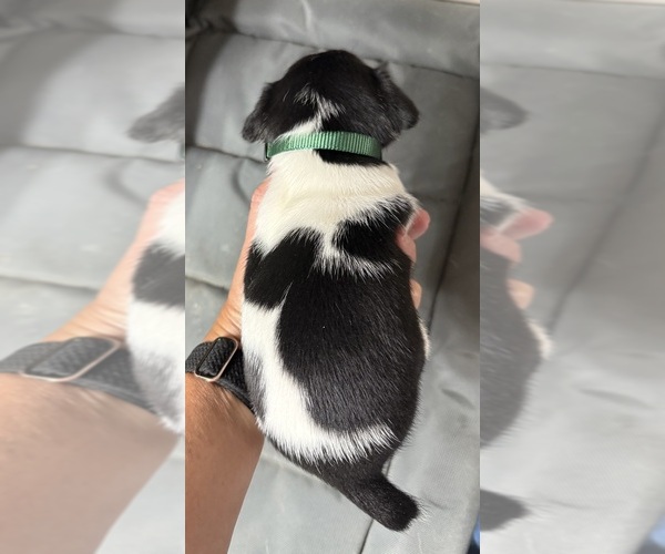 Medium Photo #3 Jack Russell Terrier Puppy For Sale in FREEMAN, MO, USA