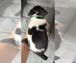 Small #1 Jack Russell Terrier