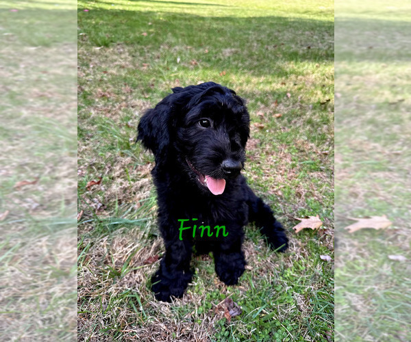 Medium Photo #3 Schnoodle (Giant) Puppy For Sale in SEVIERVILLE, TN, USA