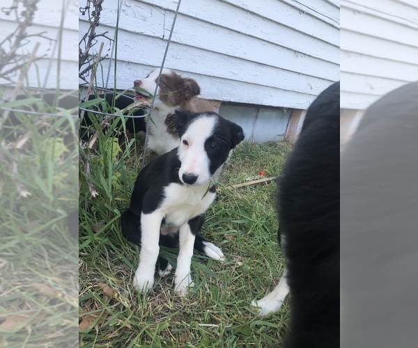 Full screen Photo #6 Border Collie Puppy For Sale in LEXINGTON, VA, USA