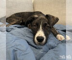 Small #8 Plott Hound Mix