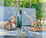 Small #8 American Staffordshire Terrier Mix