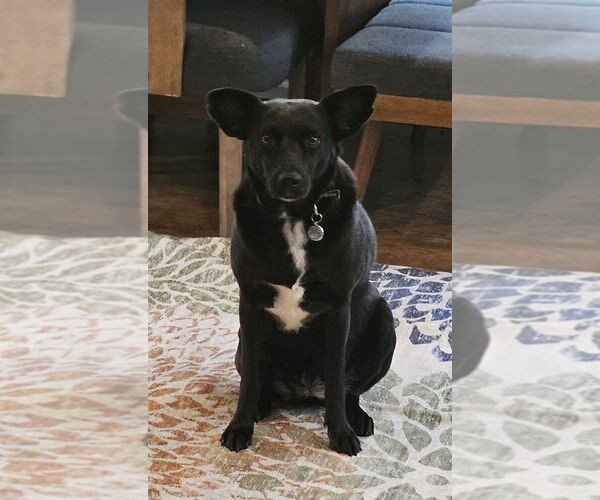 Medium Photo #1 Labrador Retriever-Unknown Mix Puppy For Sale in oakland, FL, USA