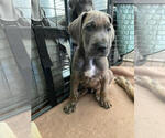 Small Photo #5 Great Dane Puppy For Sale in FLOWERY BRANCH, GA, USA