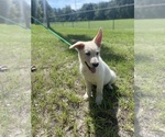 Small #1 German Shepherd Dog