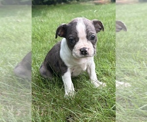 Boston Terrier Puppy for sale in FAIR HAVEN, MI, USA