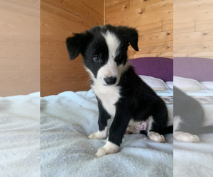 Border Collie Puppy for sale in PEWAUKEE, WI, USA