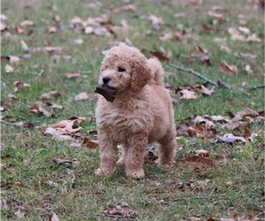 Goldendoodle Puppy for sale in BRIGHTON, MO, USA