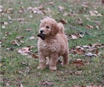 Small Photo #1 Goldendoodle Puppy For Sale in BRIGHTON, MO, USA