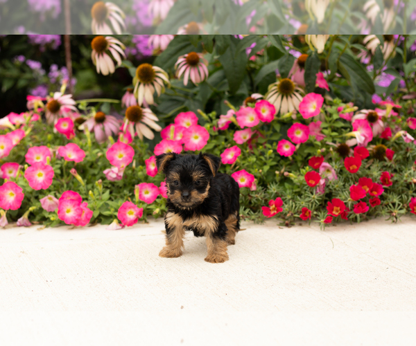 Medium Photo #6 Yorkshire Terrier Puppy For Sale in NAPPANEE, IN, USA