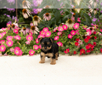 Small #5 Yorkshire Terrier