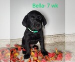 Puppy 1 Labrador Retriever