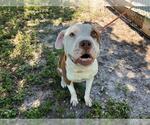 Small #1 American Staffordshire Terrier