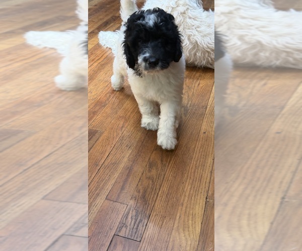 Medium Photo #3 Aussiedoodle Puppy For Sale in ASHEVILLE, NC, USA